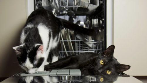 pet-safety-during-construction-cats-in-dishwasher
